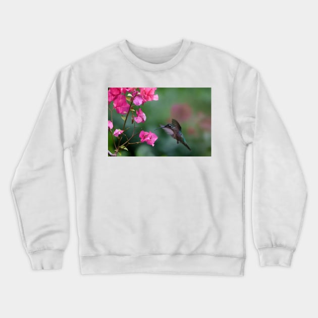 Magnificent Hummingbird Female Feeding At Flower Crewneck Sweatshirt by RhysDawson